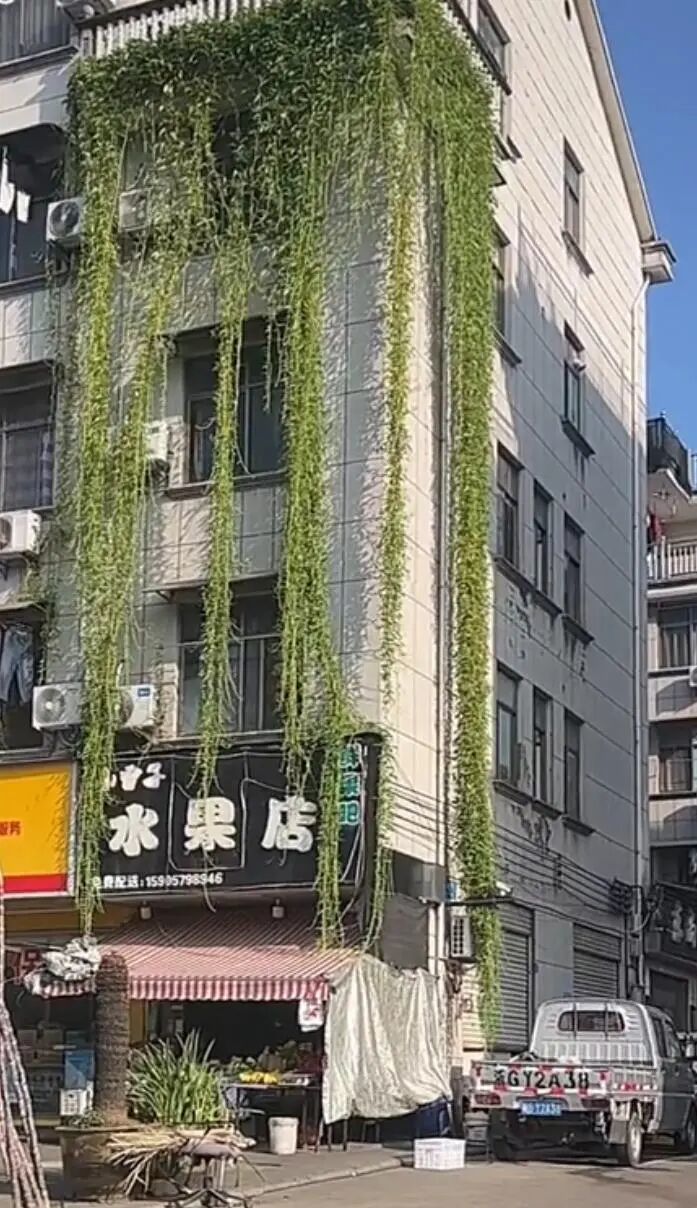 五楼空心菜像“瀑布”垂到一楼，网友：邻居开窗一掐就可以炒一盘菜
