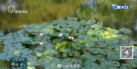 上海10月初热过埃及了 上海热到植物内分泌失调