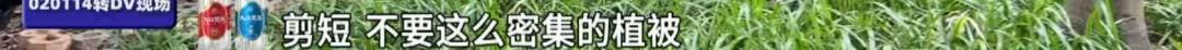 头皮发麻！广州一小区疑有蛇窝，有蛇曾钻进鞋里……