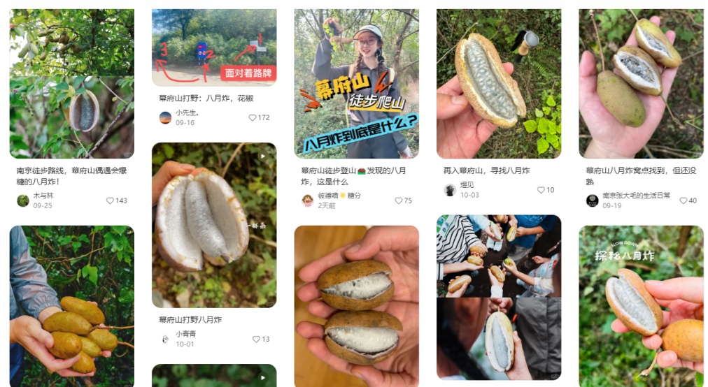 秋天到了，这种“炸裂”的野果你吃过没？