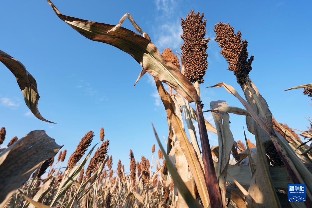 沃土为基 粮丰满仓