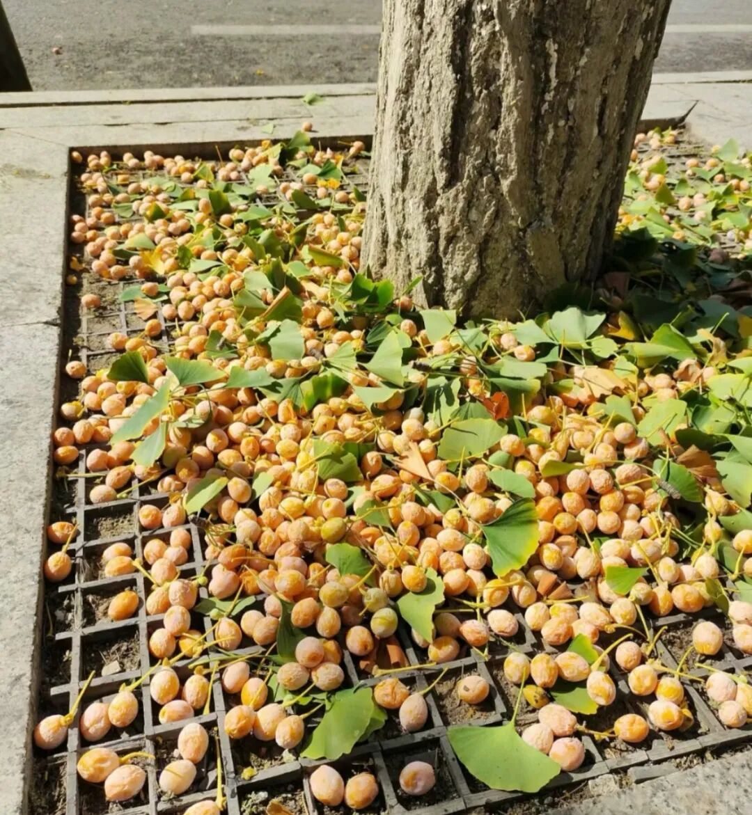 北京已大量出现，很多人在捡！紧急提醒：有毒，停手