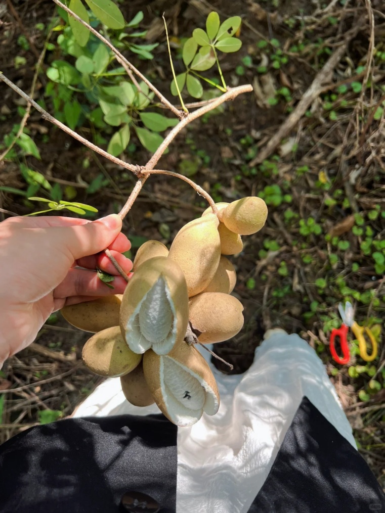 秋天到了，这种“炸裂”的野果你吃过没？