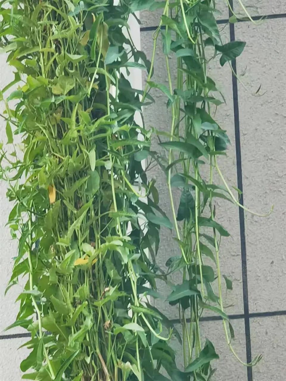 浙江一居民楼现空心菜“瀑布”,从五楼阳台一直垂落到一楼 浙江一居民楼现空心菜“瀑布”,从五楼阳台一直垂落到一楼