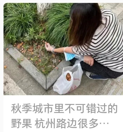 这种圆圆的果子不要捡!不要吃!杭州街头正大量出现!每年都有人被送进ICU…… 这种圆圆的果子不要捡!不要吃!杭州街头正大量出现!每年都有人被送进ICU……