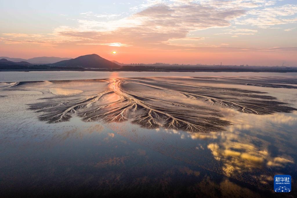 潮落钱塘 “树”生潮汐 潮落钱塘 “树”生潮汐
