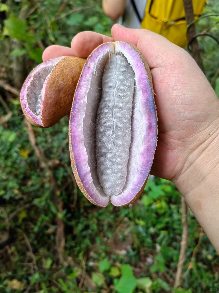 秋天到了，这种“炸裂”的野果你吃过没？