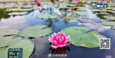 上海10月初热过埃及了 上海热到植物内分泌失调