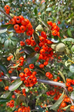 秋天到了，这种“炸裂”的野果你吃过没？