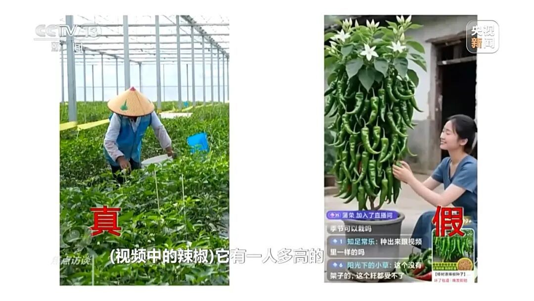 女主播正带货,身后农户诡异“融”进辣椒里…… 女主播正带货,身后农户诡异“融”进辣椒里……