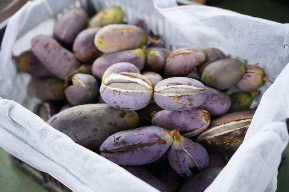 秋天到了，这种“炸裂”的野果你吃过没？