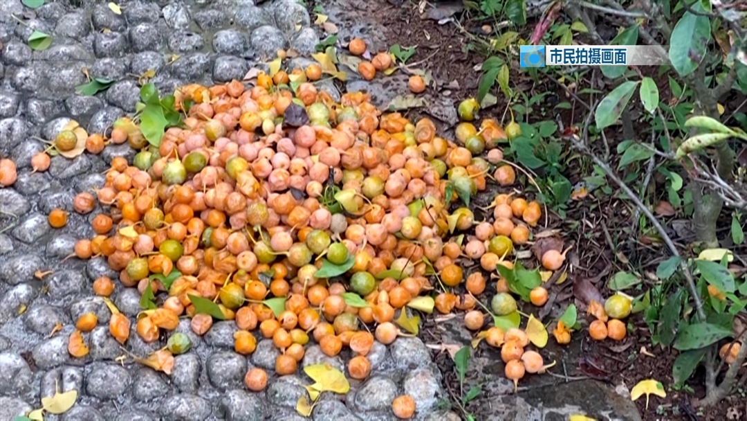 不要捡!不要吃!昆明街头正大量出现…… 不要捡!不要吃!昆明街头正大量出现……