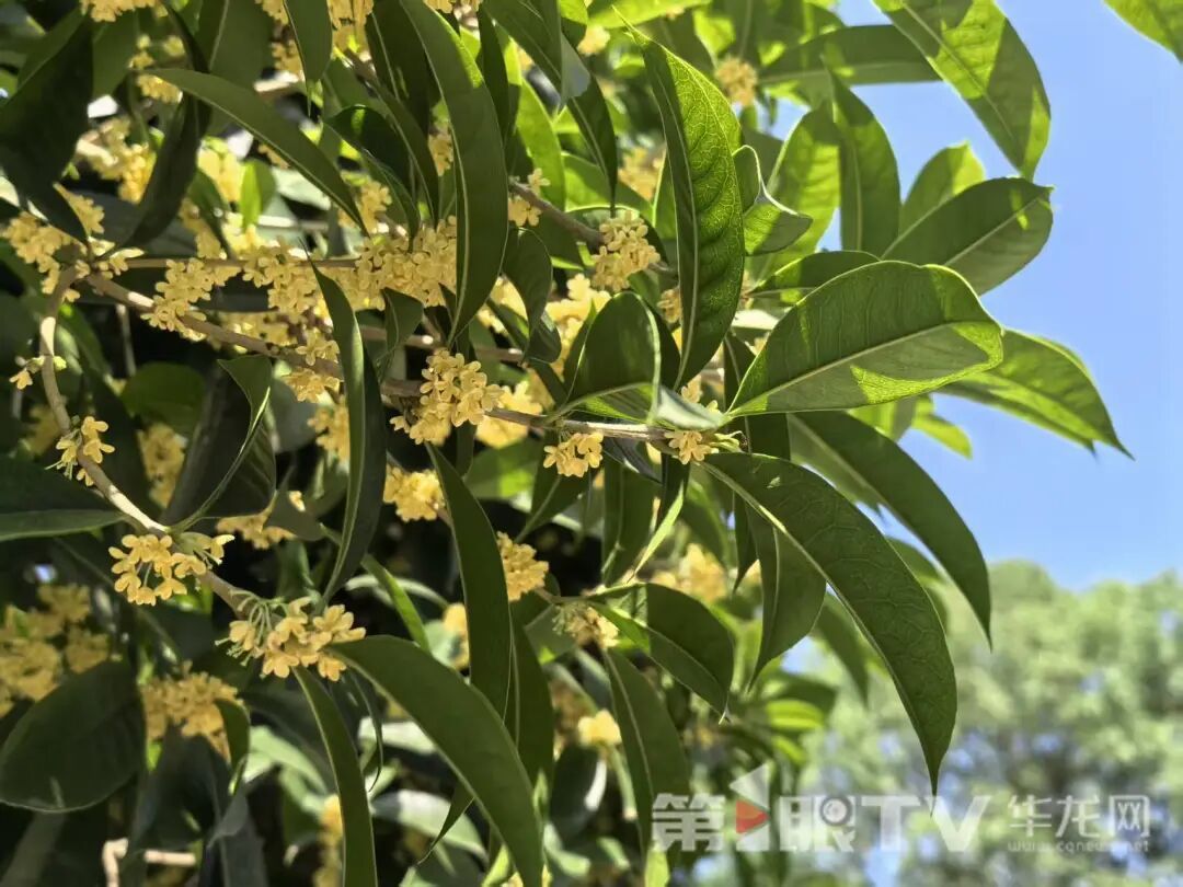 186天！重庆今年夏天为啥这么长？