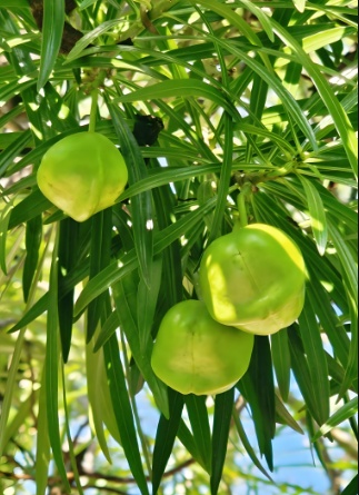 秋天到了，这种“炸裂”的野果你吃过没？