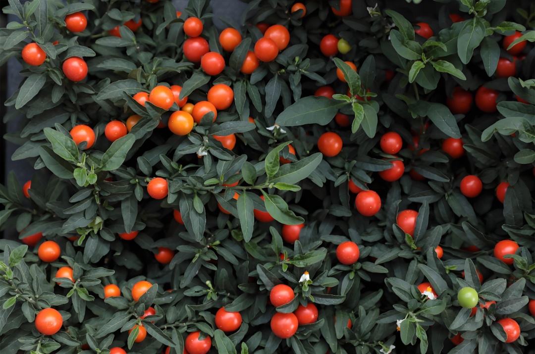 秋天到了，这种“炸裂”的野果你吃过没？