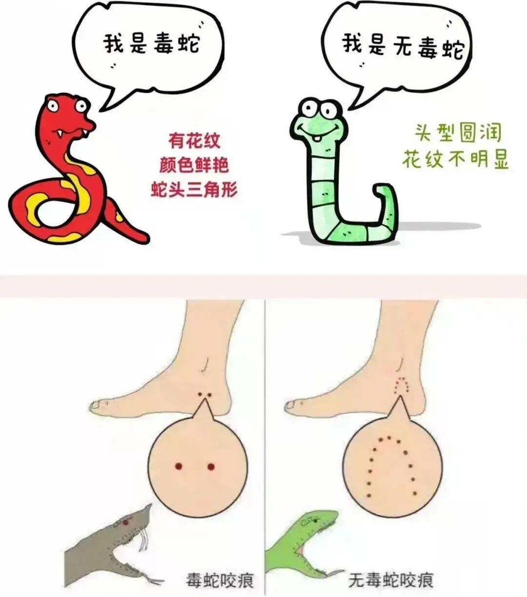 头皮发麻！广州一小区疑有蛇窝，有蛇曾钻进鞋里……