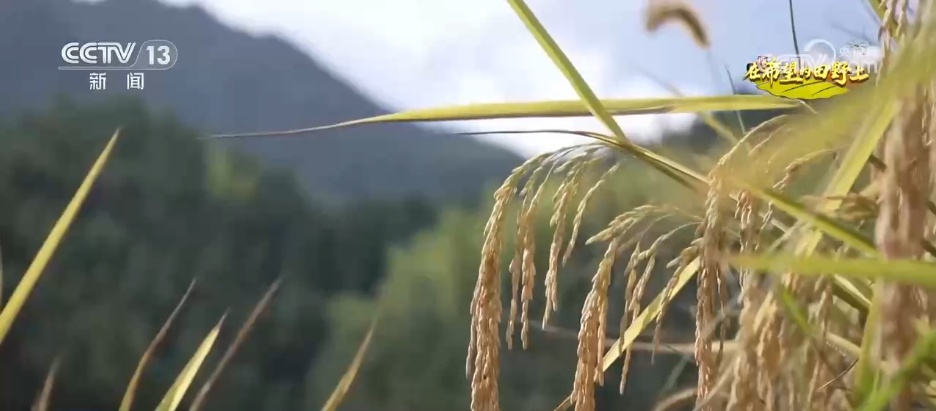 田间地头处处好“丰”景 机械化助力秋收“加速度”