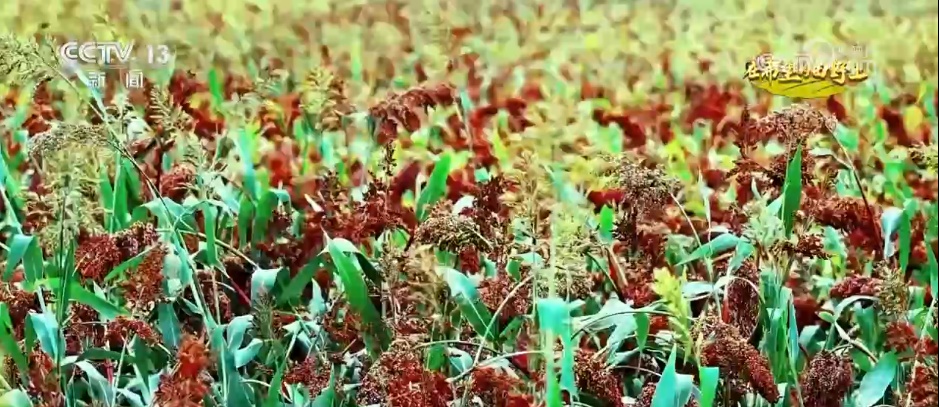 田间地头处处好“丰”景 机械化助力秋收“加速度”