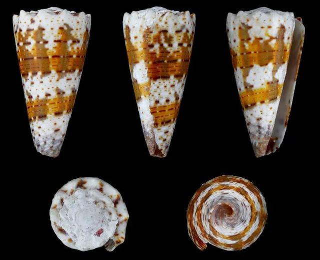 千万网友惊出一身冷汗！这种海螺可短时间致死，遇到千万别碰！