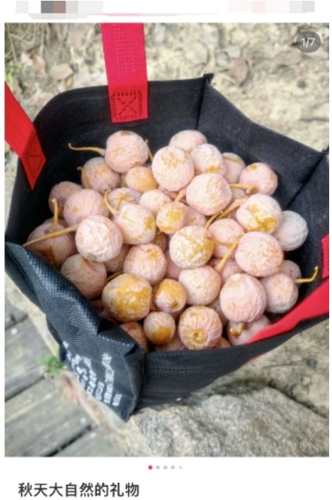 这种圆圆的果子不要捡!不要吃!杭州街头正大量出现!每年都有人被送进ICU…… 这种圆圆的果子不要捡!不要吃!杭州街头正大量出现!每年都有人被送进ICU……