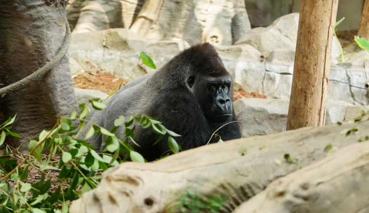 南京红山动物园大猩猩征名“翻车”,“野菜F4”组合票数遥遥领先? 南京红山动物园大猩猩征名“翻车”,“野菜F4”组合票数遥遥领先?