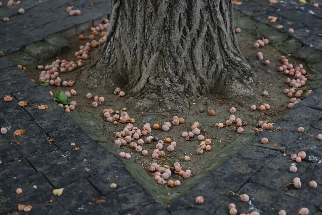 不要捡！不要吃！上海已大量出现，每年都有人被送进ICU