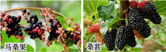 银杏果为什么是臭的，到底能不能吃？