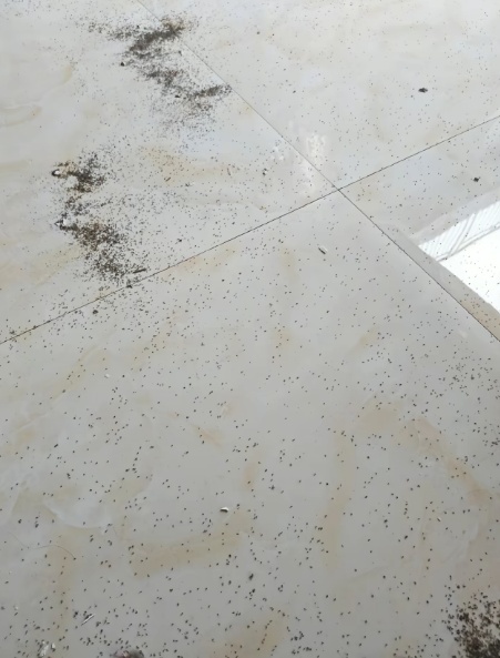 这种虫子看到一只，你家里很可能已有很多只了……