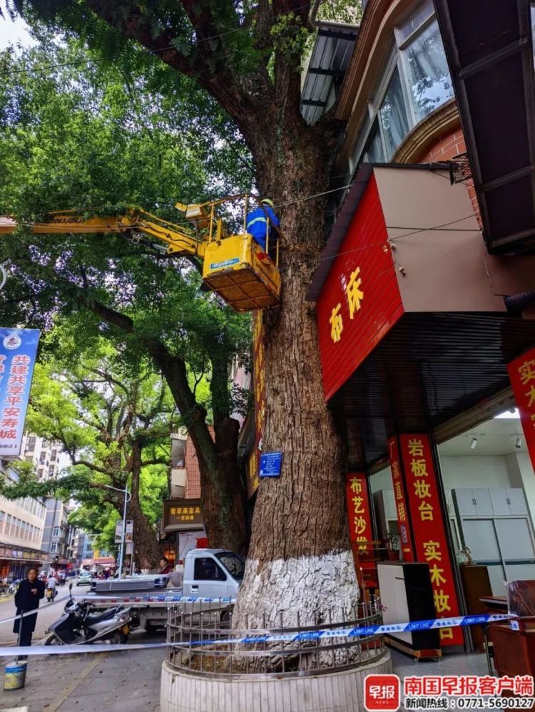 自家房屋采光被遮挡，男子给220年珍贵古树多次投毒！