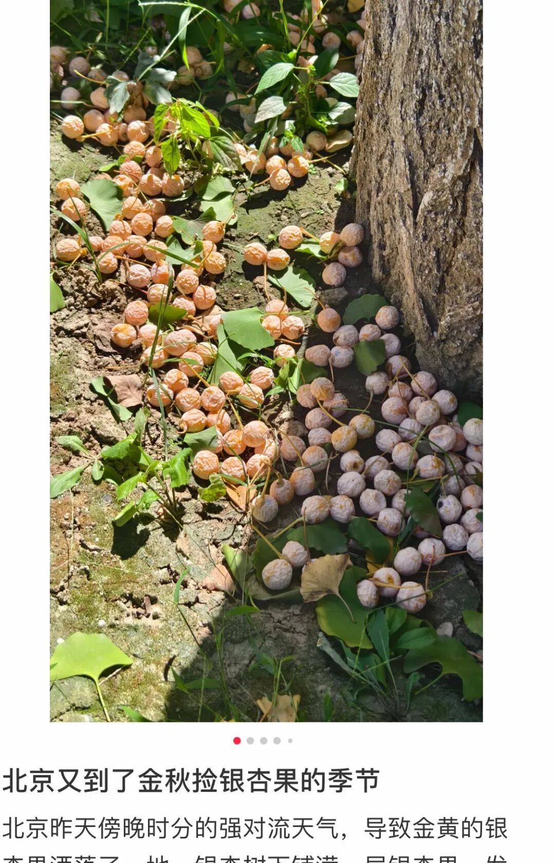 北京近期已大量出现，小心中毒！千万别随便吃