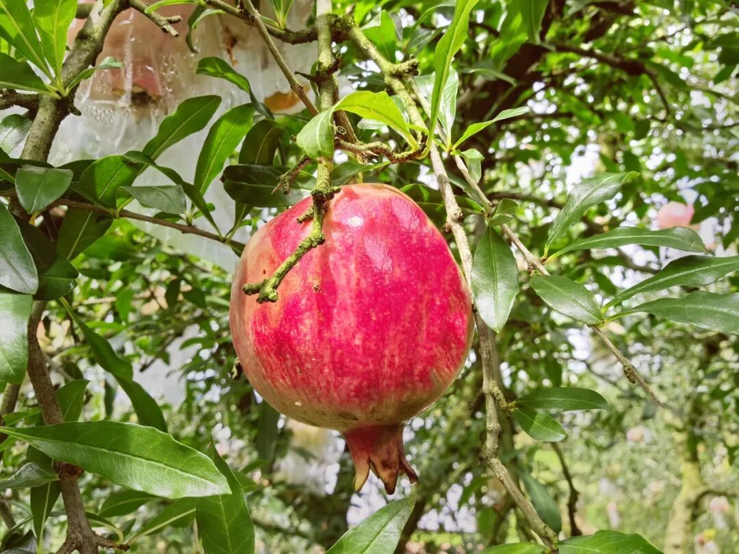 又一地安检仪，检出满屏“小红球”……