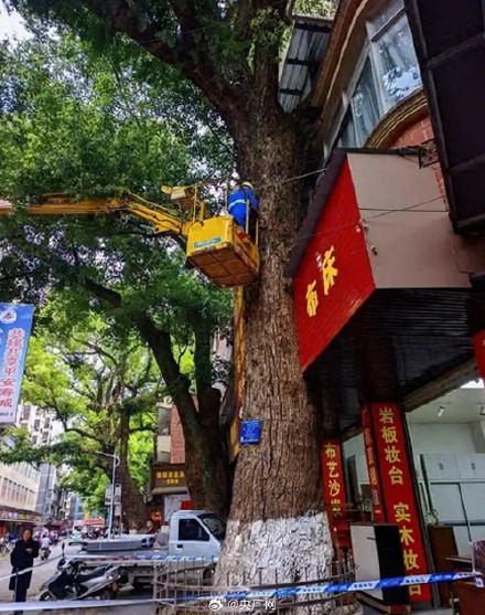 男子嫌古树挡光多次投毒