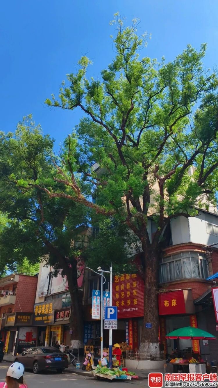 自家房屋采光被遮挡，男子给220年珍贵古树多次投毒！