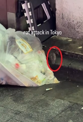 日本东京街头老鼠“横行”，女游客被咬伤出血