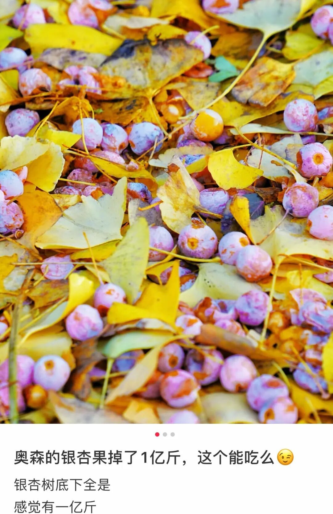 北京近期已大量出现，小心中毒！千万别随便吃