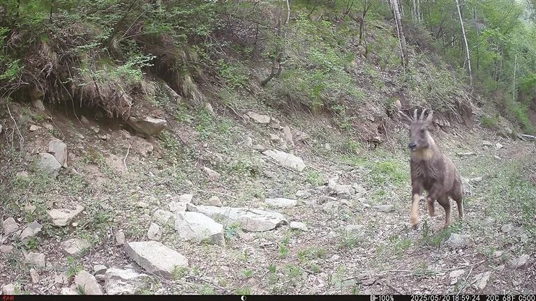 定居五台山的“珍稀居民”