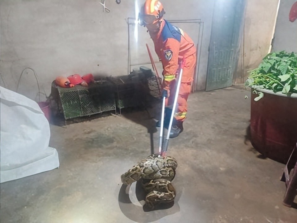 海南一村民家中惊现30斤大蟒蛇！体形粗如成人大腿，为国家保护动物