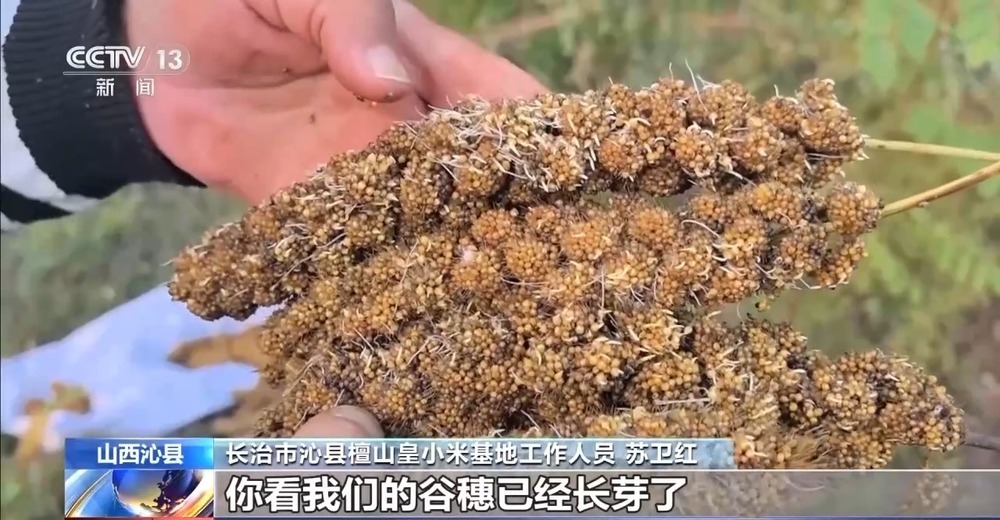 降雨导致秋粮受灾 与时间赛跑无人机助力抢收