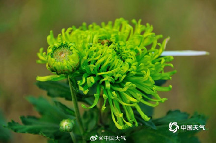 菊是独属秋天的烟花