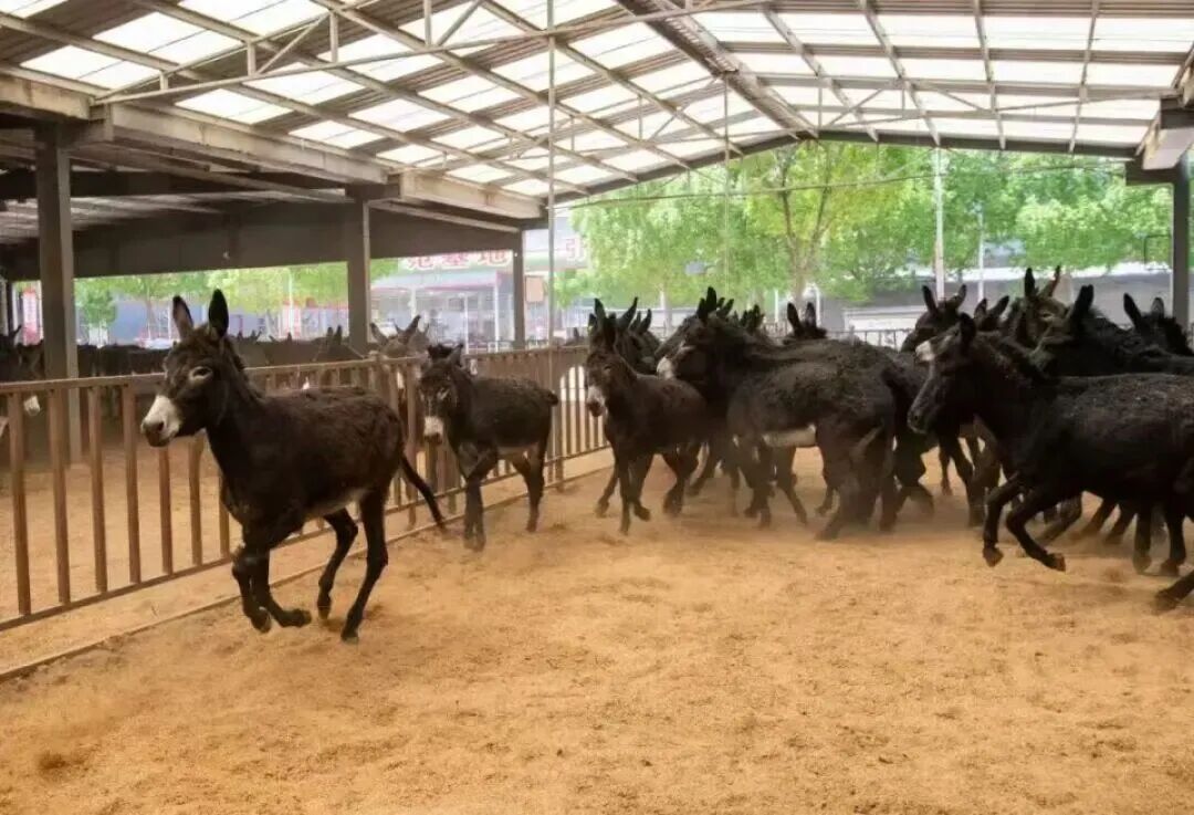 牛马不缺,驴不够了?郑州、洛阳街头驴肉汤馆卖马肉 牛马不缺,驴不够了?郑州、洛阳街头驴肉汤馆卖马肉