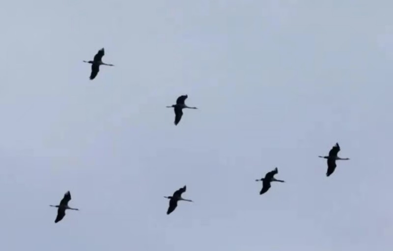 候鸟“先头部队”飞抵野鸭湖湿地 北京迎来秋冬候鸟迁徙季