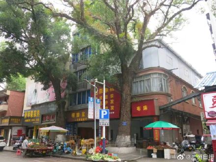 男子因采光不好给220年古樟树投毒，已被采取刑事强制措施