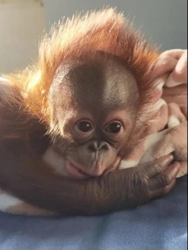 给大猩猩取名叫“香椿头”“马兰头”？网友：我们是认真的！