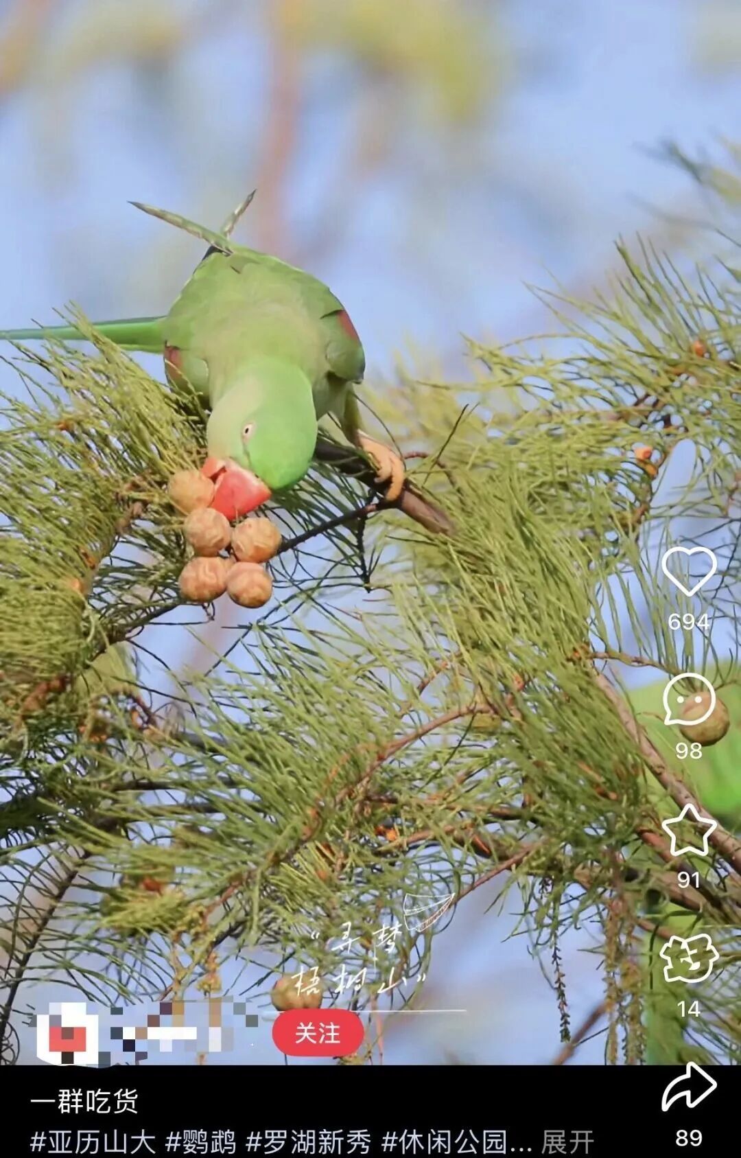 香港鹦鹉每天“北上干饭”?深圳网友:来了就是“深圳鸟” 香港鹦鹉每天“北上干饭”?深圳网友:来了就是“深圳鸟”