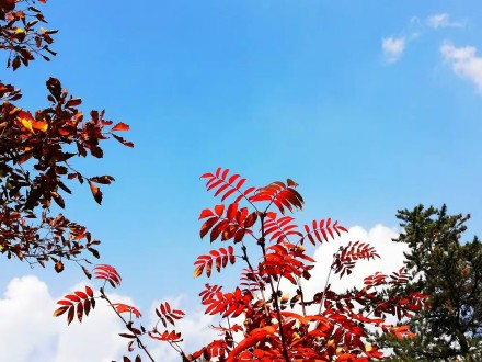河北承德：木兰围场五道沟秋景
