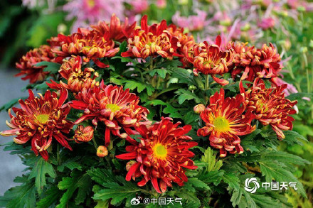 菊是独属秋天的烟花