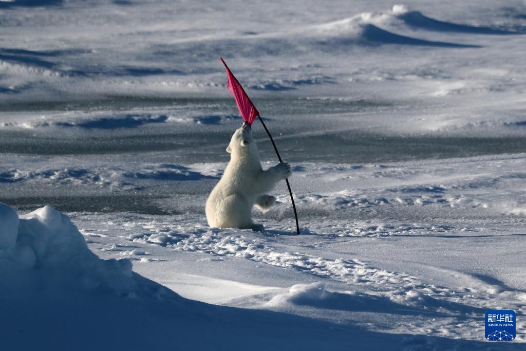 当北极科考遇上北极熊