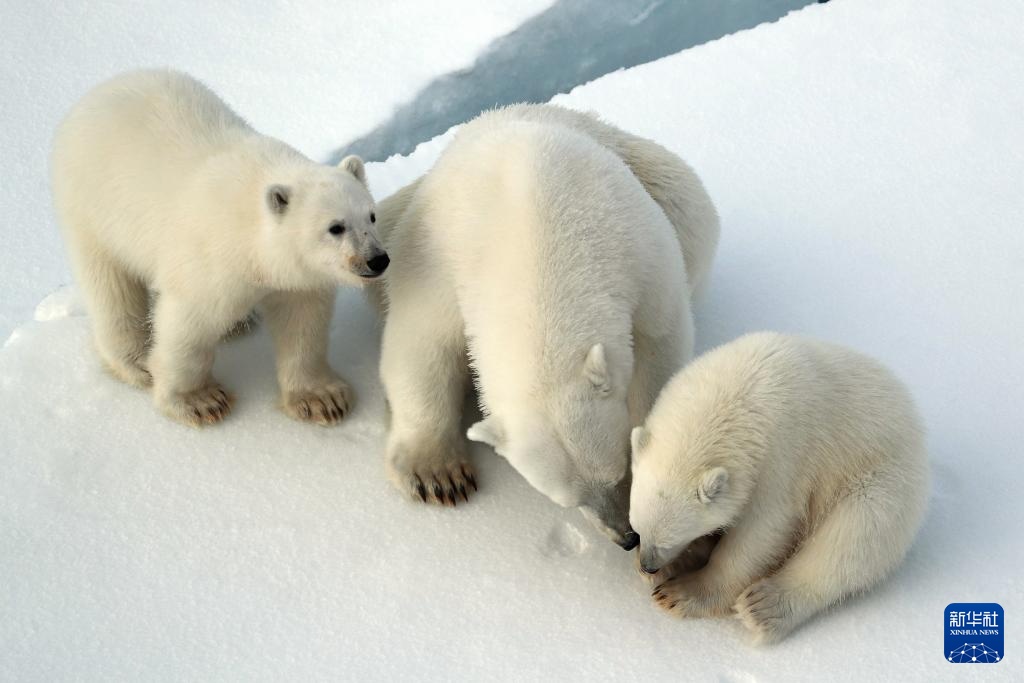 当北极科考遇上北极熊