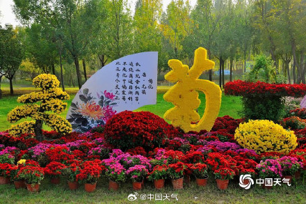 菊是独属秋天的烟花