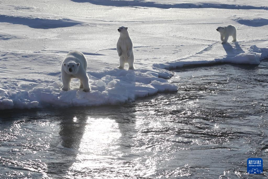 当北极科考遇上北极熊